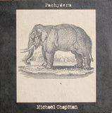 Michael Chapman (2) : Pachyderm (LP, Album, Ltd)