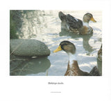 Anders Dahl & Skogen : Rows (CD, Album)