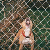 Knocked Loose - Pop Culture EP