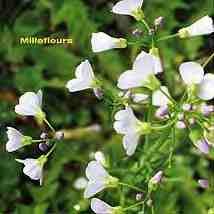 Millefleurs : Millefleurs (CD, Album)